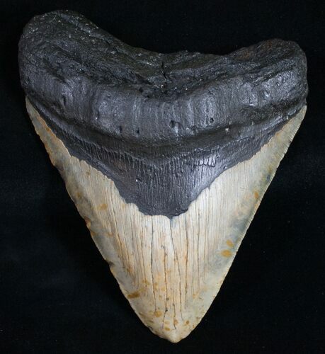 Megalodon Tooth - North Carolina #9931